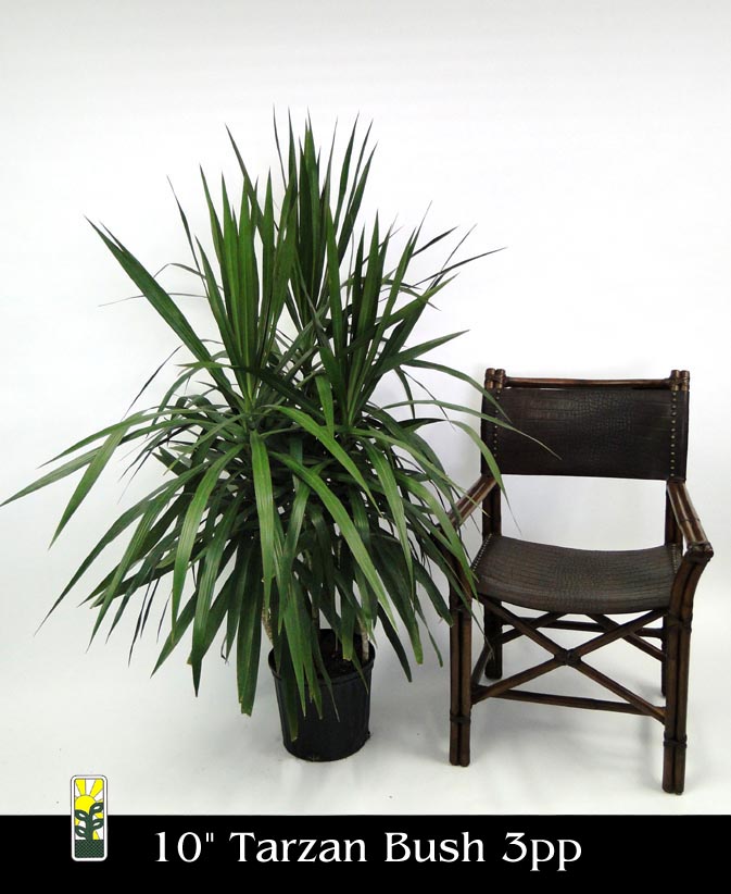 dracaena-marginata-tarzan-madagascar-dragon-tree