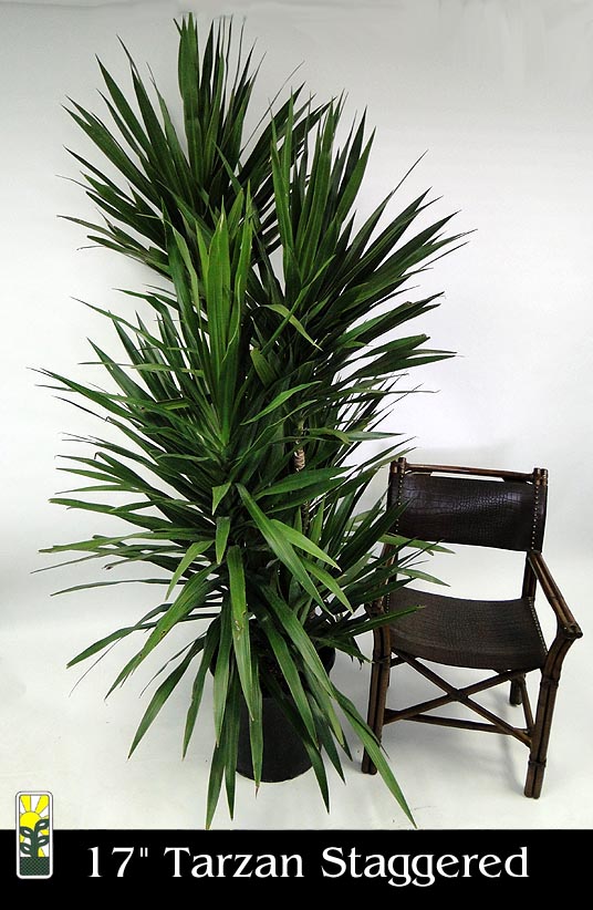 dracaena-marginata-tarzan-madagascar-dragon-tree