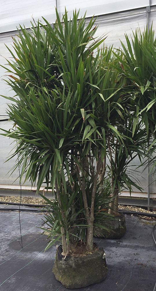 dracaena-marginata-tarzan-madagascar-dragon-tree