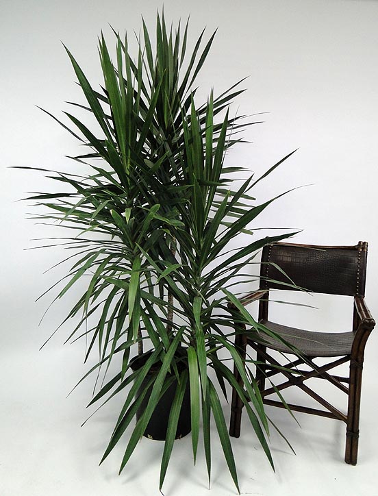 dracaena-marginata-tarzan-madagascar-dragon-tree