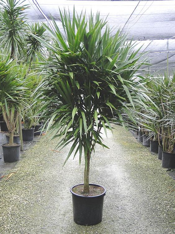 dracaena-marginata-tarzan-madagascar-dragon-tree