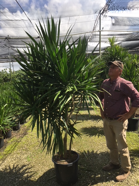 dracaena-marginata-tarzan-madagascar-dragon-tree