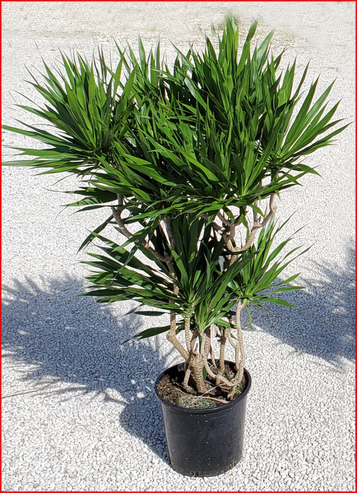dracaena-marginata-tarzan-madagascar-dragon-tree