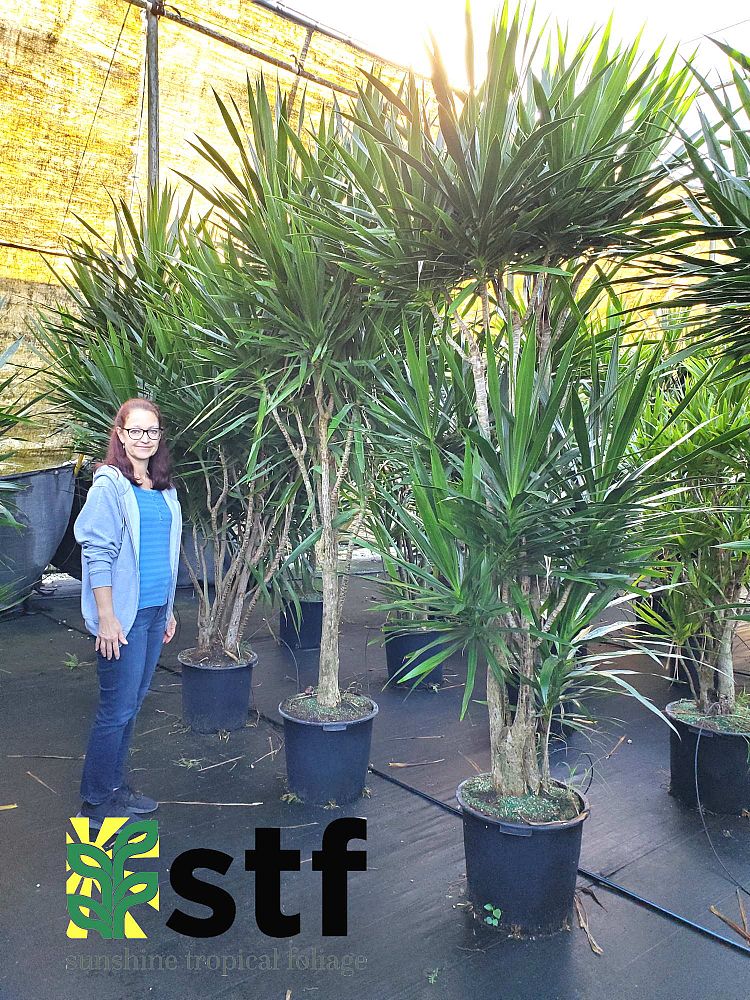 dracaena-marginata-tarzan-madagascar-dragon-tree