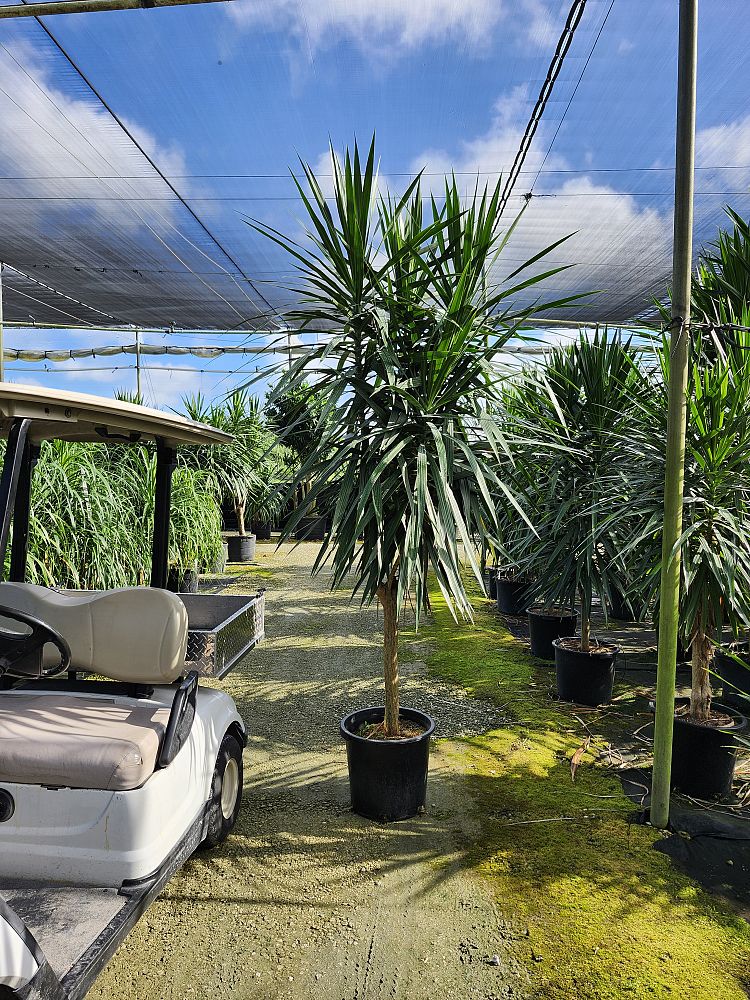 dracaena-marginata-tarzan-madagascar-dragon-tree