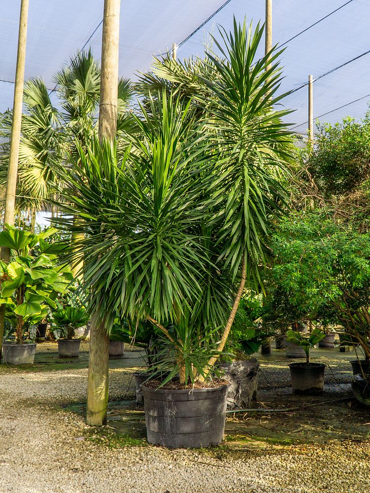 dracaena-marginata-tarzan-madagascar-dragon-tree