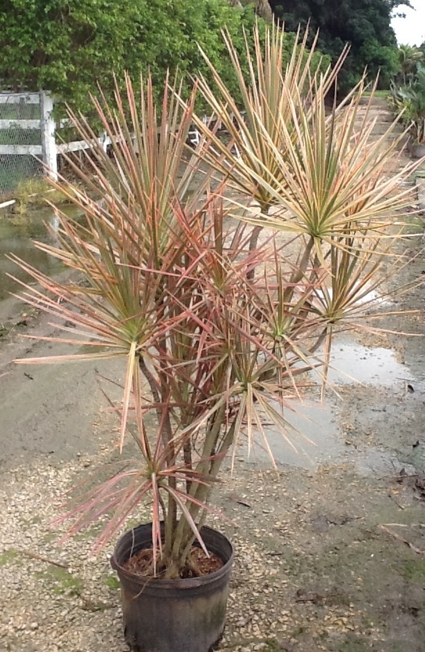 dracaena-marginata-tricolor-madagascar-dragon-tree