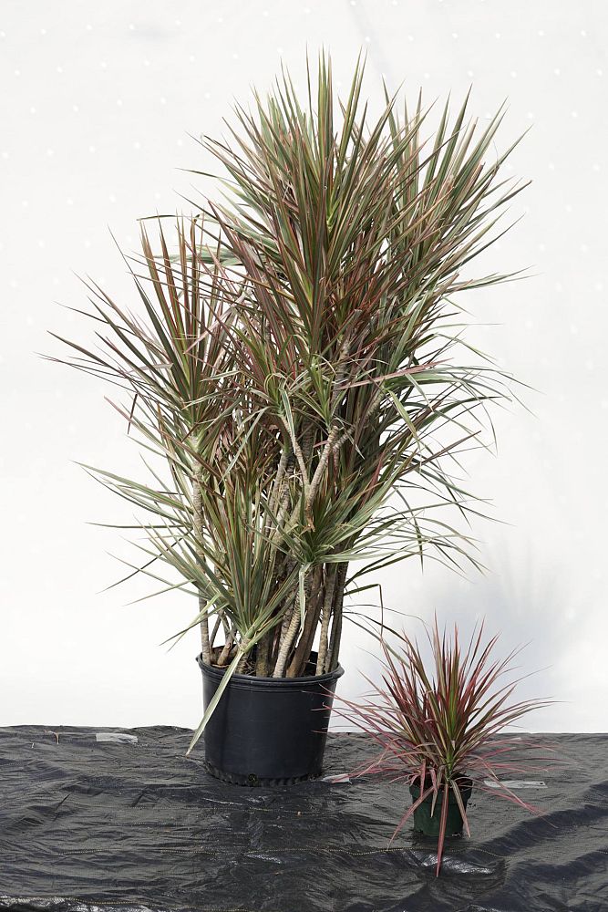 dracaena-marginata-tricolor-madagascar-dragon-tree