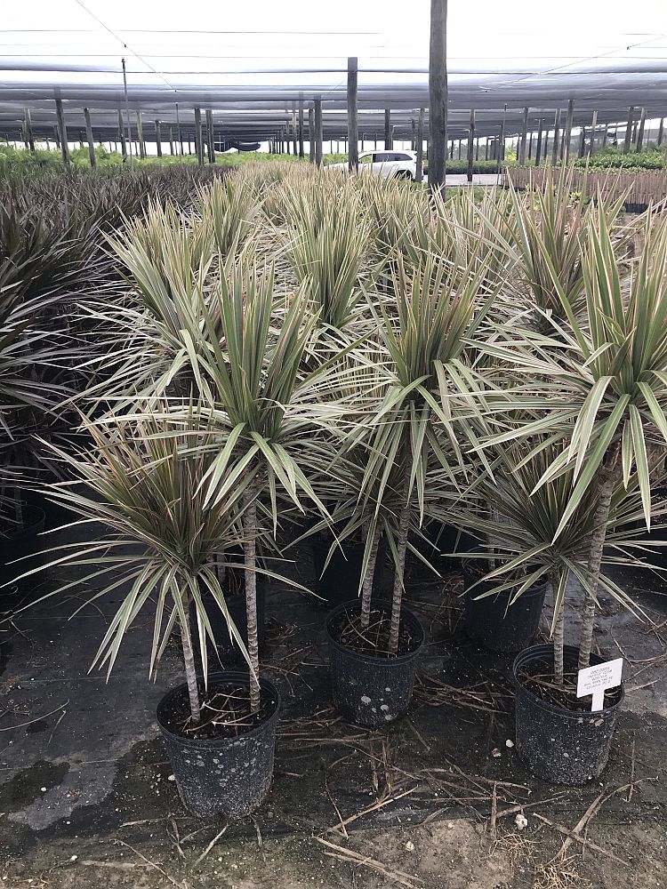 dracaena-marginata-tricolor-madagascar-dragon-tree