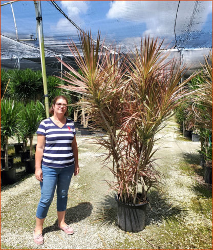dracaena-marginata-tricolor-madagascar-dragon-tree