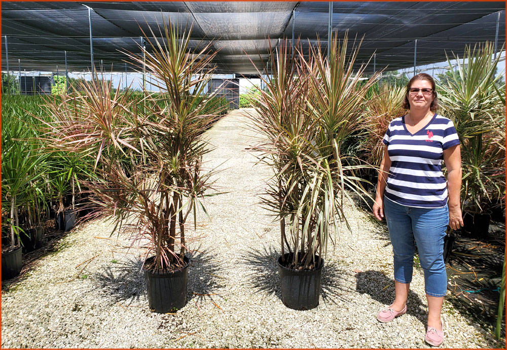 dracaena-marginata-tricolor-madagascar-dragon-tree