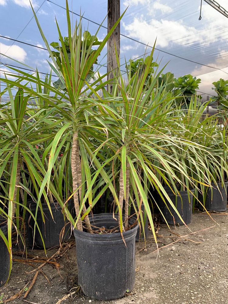 dracaena-marginata-tricolor-madagascar-dragon-tree