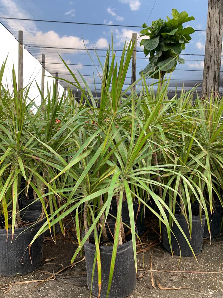 dracaena-marginata-tricolor-madagascar-dragon-tree