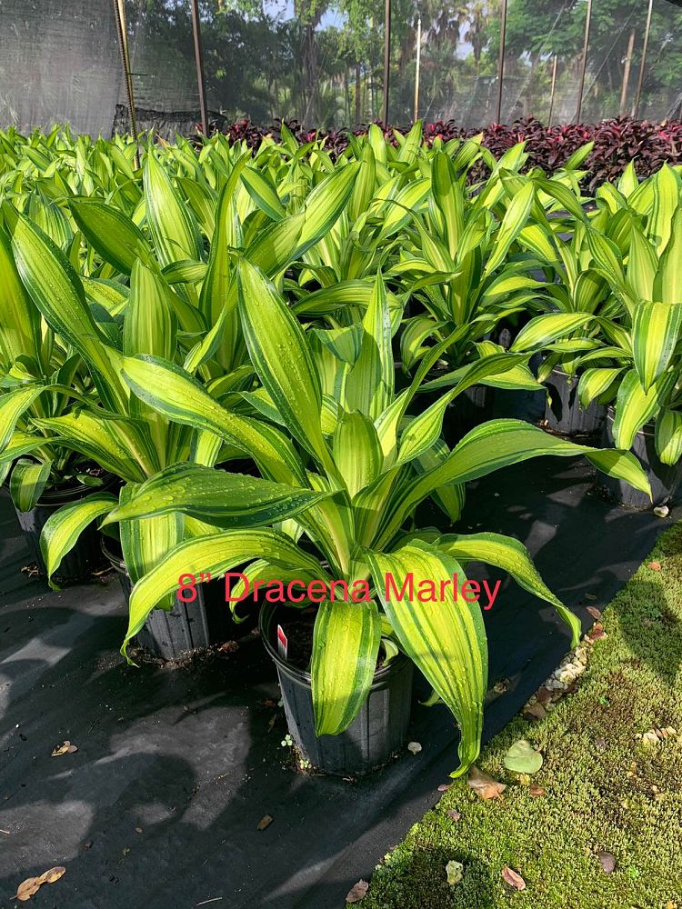 dracaena-marley