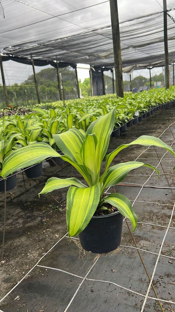 dracaena-marley