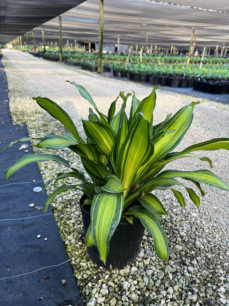 dracaena-marley
