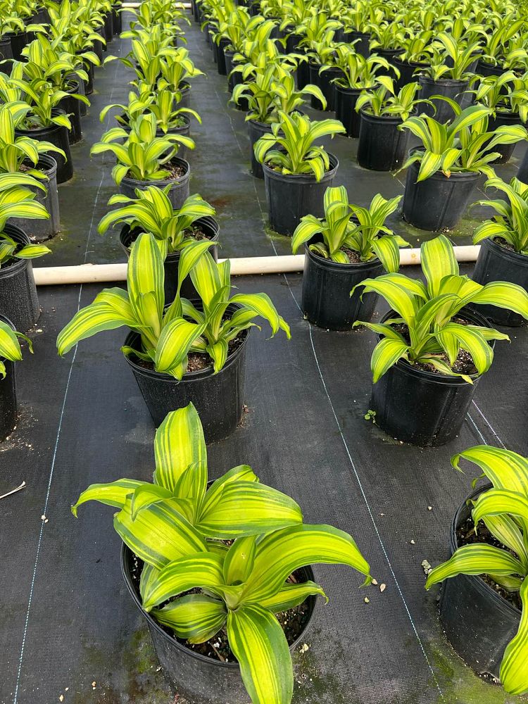 dracaena-marley
