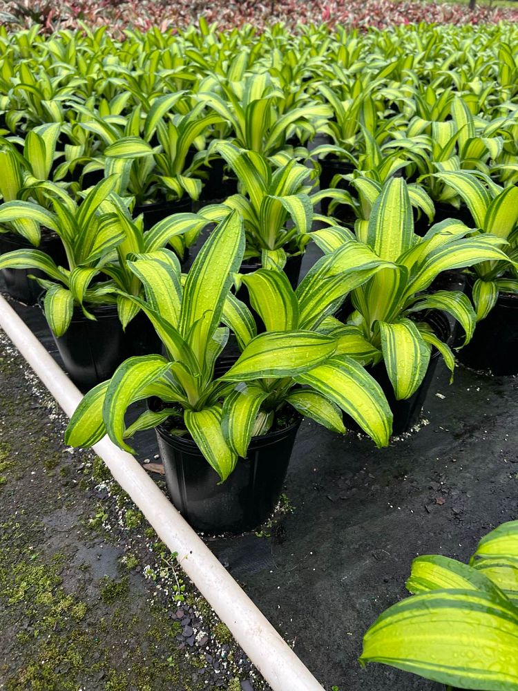 dracaena-marley