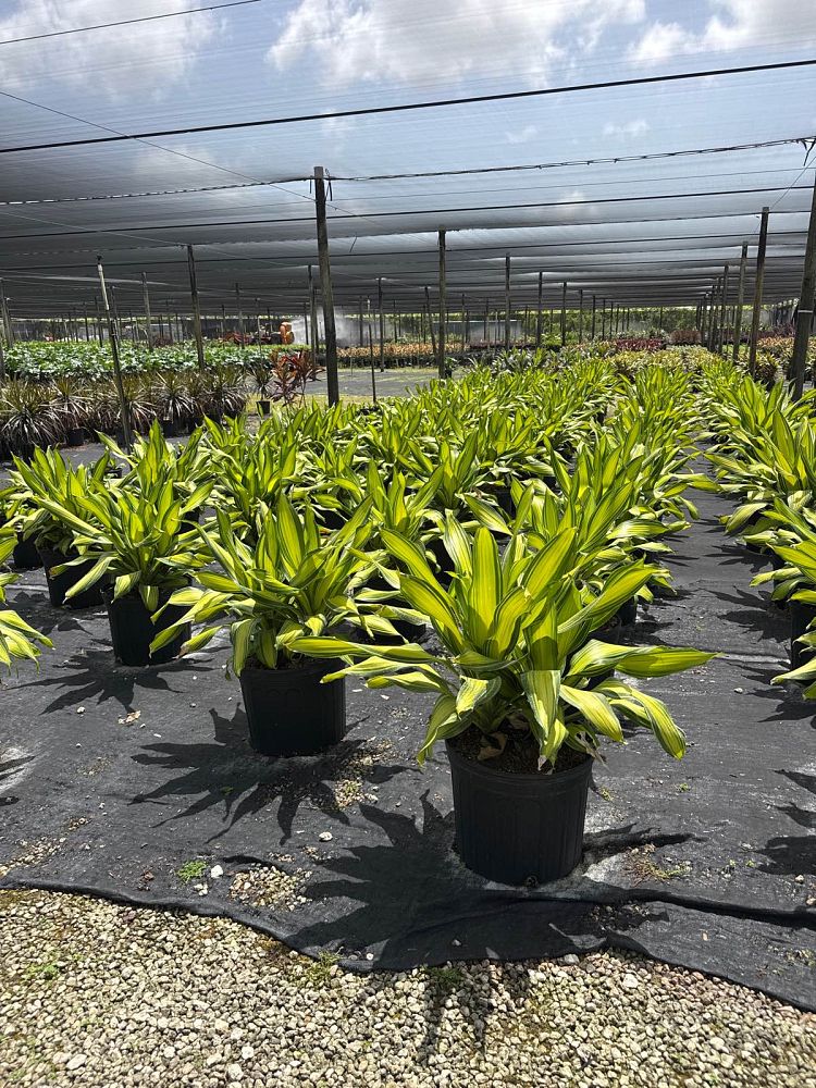 dracaena-marley