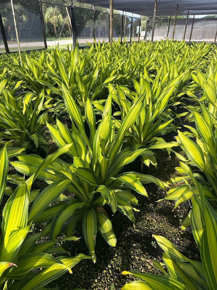 dracaena-marley