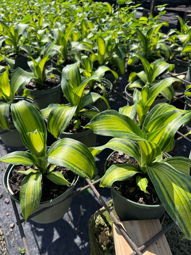 dracaena-marley