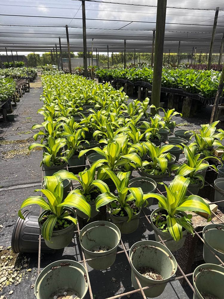 dracaena-marley