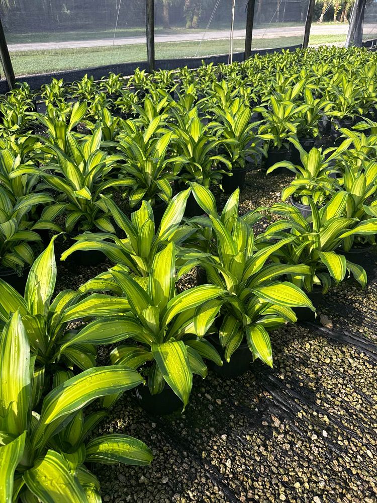 dracaena-marley