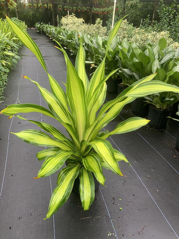 dracaena-marley