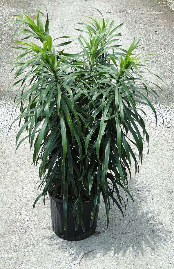 dracaena-reflexa-anita-pleomele