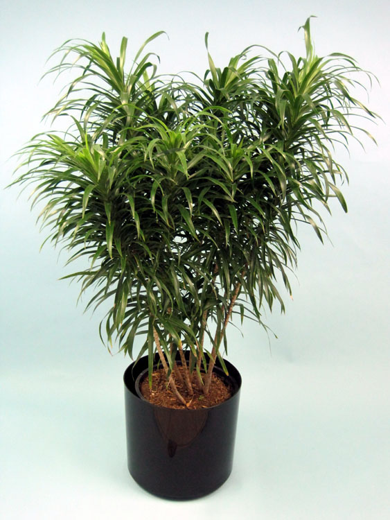 dracaena-reflexa-anita-pleomele