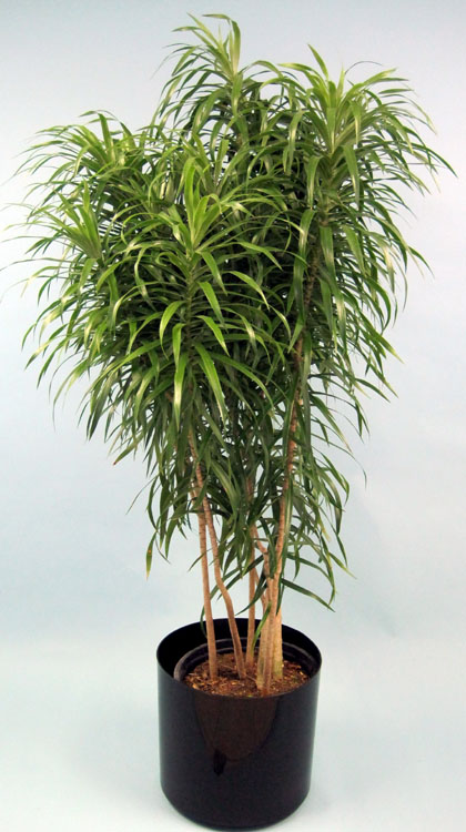 dracaena-reflexa-anita-pleomele