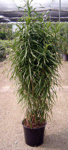 dracaena-reflexa-anita-pleomele