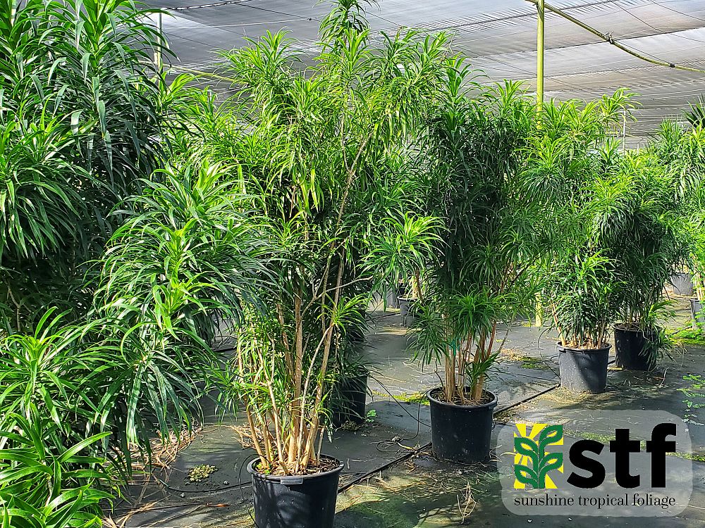 dracaena-reflexa-anita-pleomele