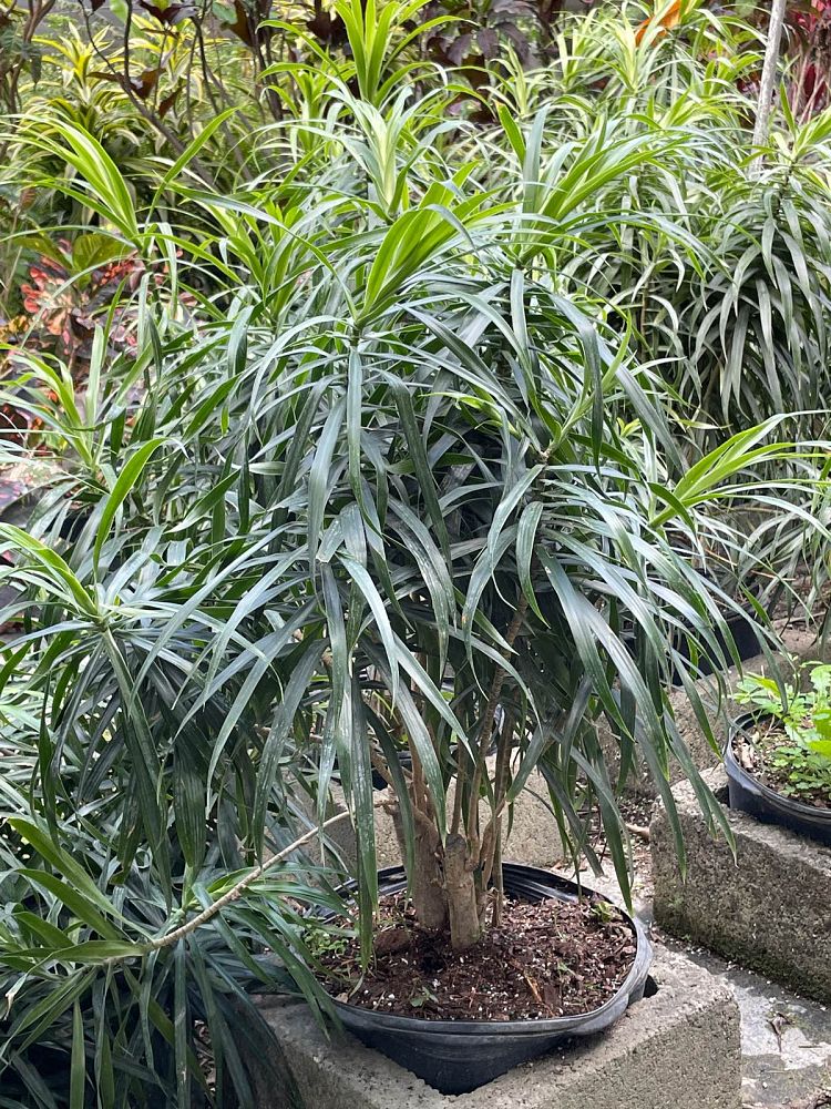 dracaena-reflexa-anita-pleomele