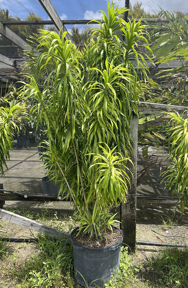 dracaena-reflexa-anita-pleomele