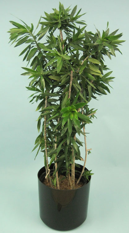 dracaena-reflexa-pleomele