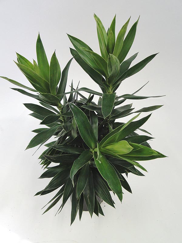 dracaena-reflexa-pleomele