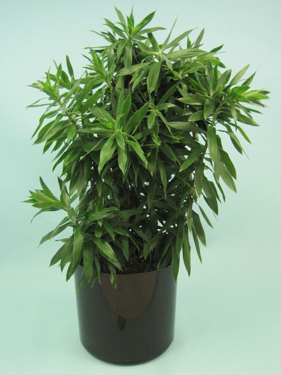 dracaena-reflexa-pleomele