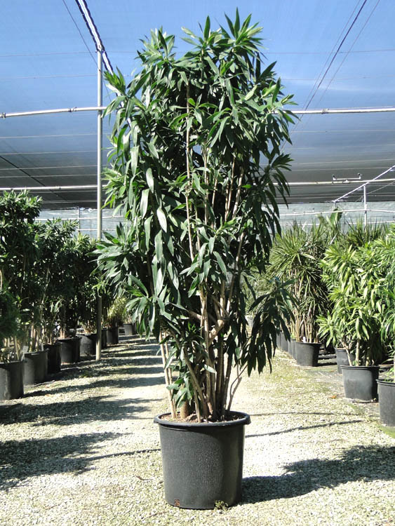 dracaena-reflexa-pleomele