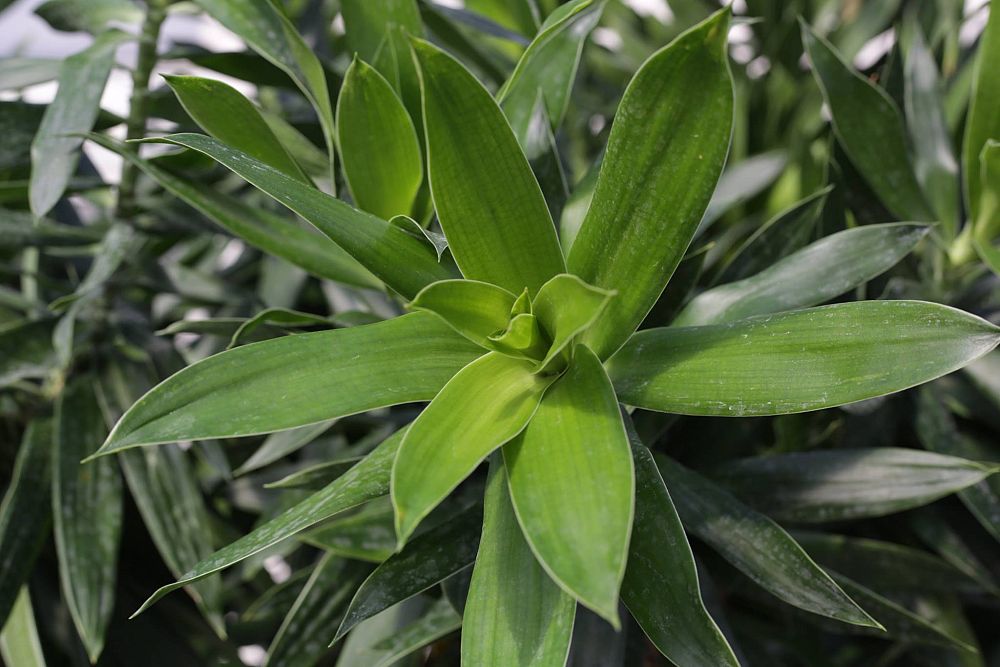 dracaena-reflexa-pleomele