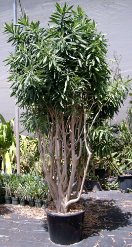 dracaena-reflexa-pleomele