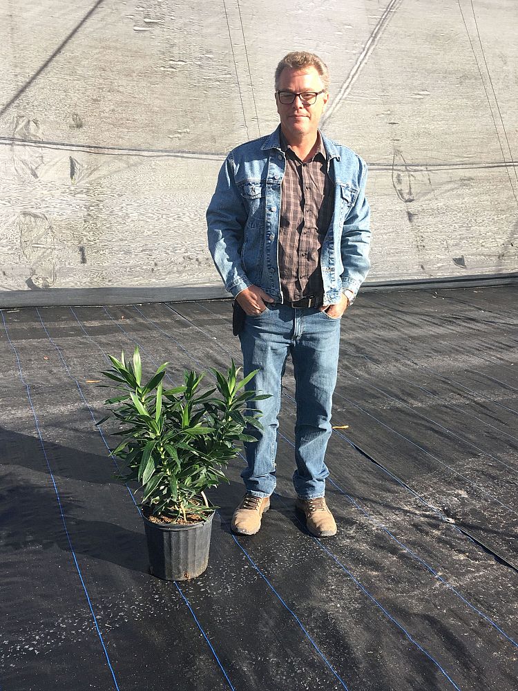 dracaena-reflexa-pleomele