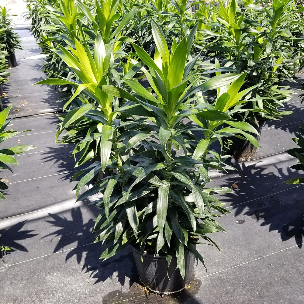 dracaena-reflexa-pleomele