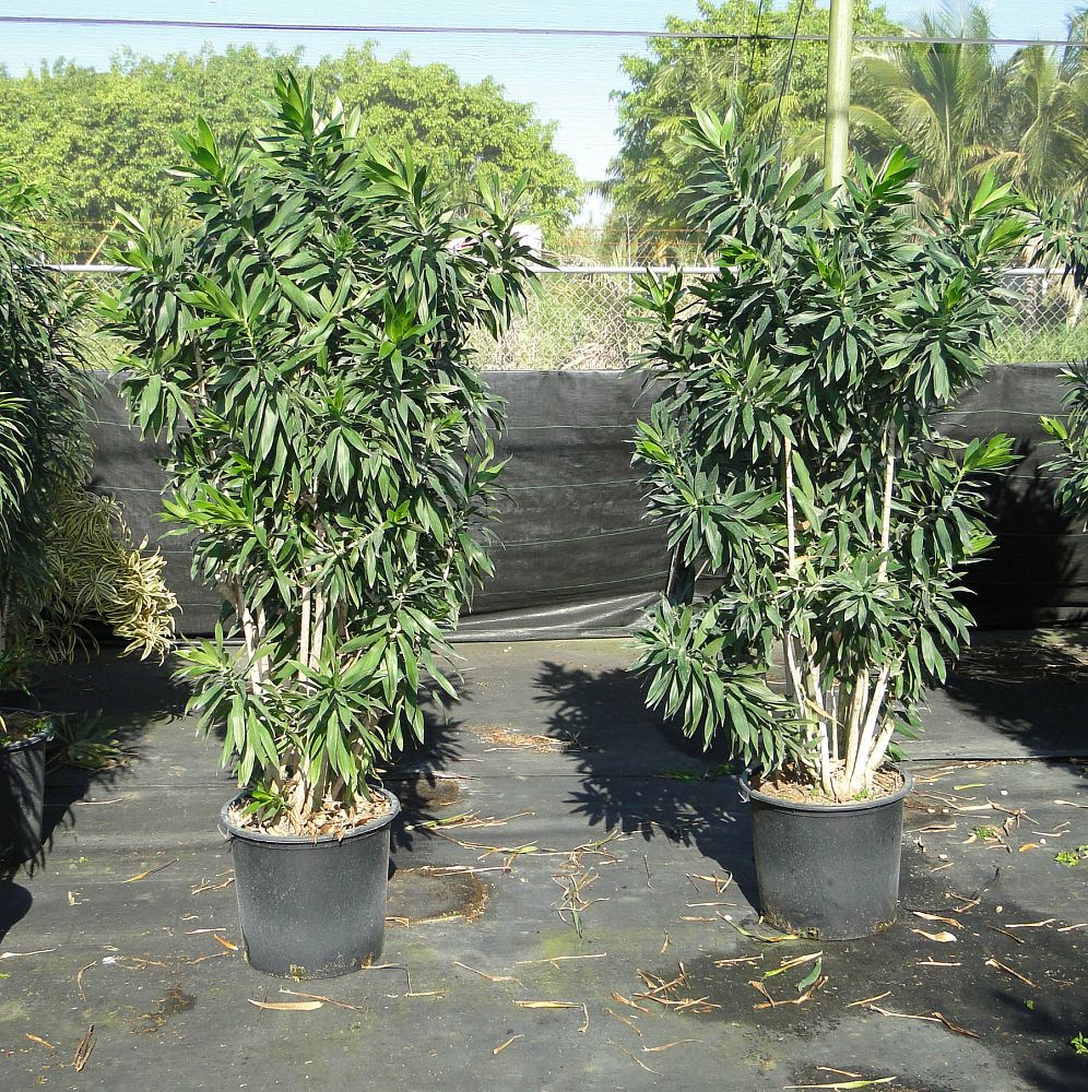 dracaena-reflexa-pleomele