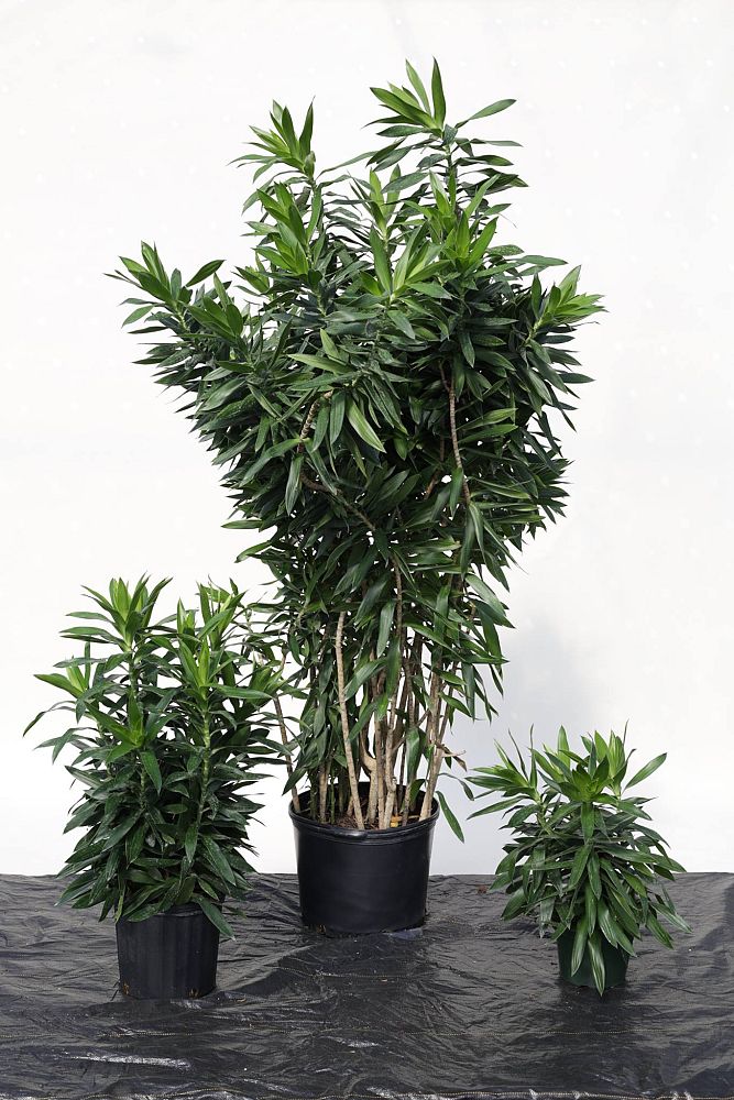 dracaena-reflexa-pleomele