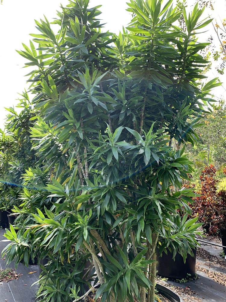 dracaena-reflexa-pleomele
