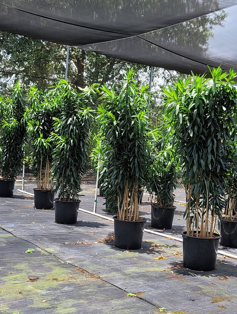 dracaena-reflexa-pleomele