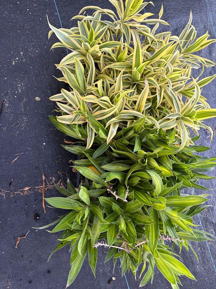 dracaena-reflexa-pleomele