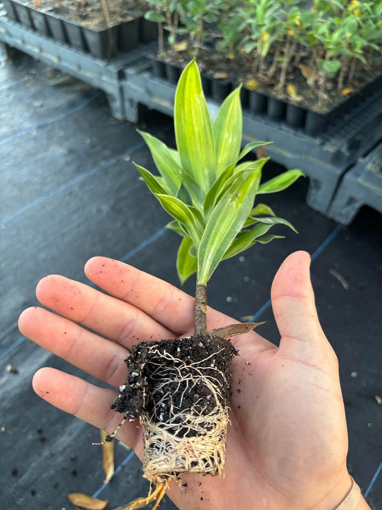 dracaena-reflexa-pleomele