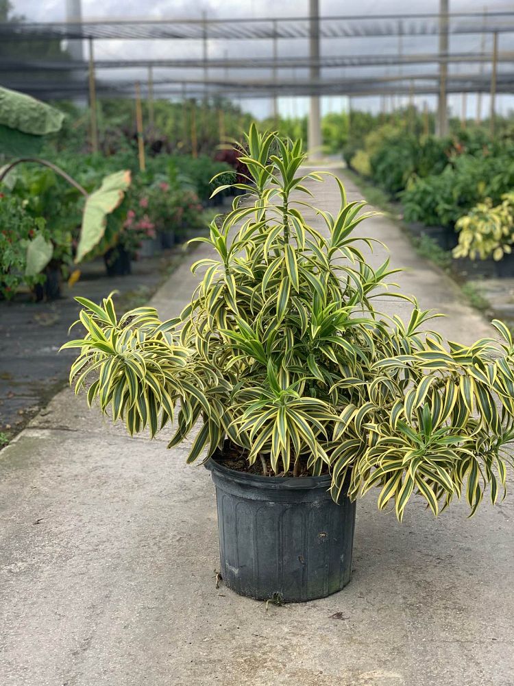 dracaena-reflexa-song-of-india-pleomele-dracaena-reflexa-variegata
